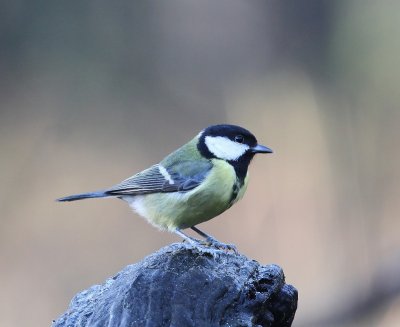 Koolmees - Great Tit