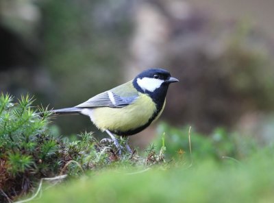 Koolmees - Great Tit