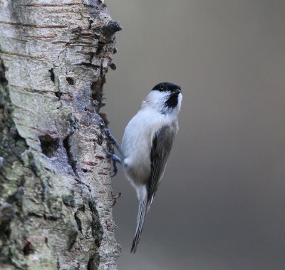 Matkop - Willow Tit