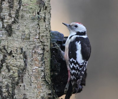 Middelste Bonte Specht - Middle Spotted Woodpecker