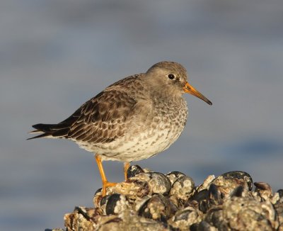 Paarse Strandloper - Purple Sandpiper