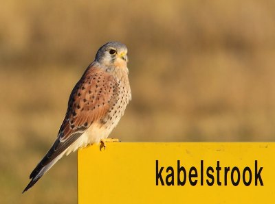 Torenvalk - Common Kestrel