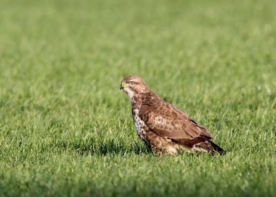 Buizerd - Common Buzzard
