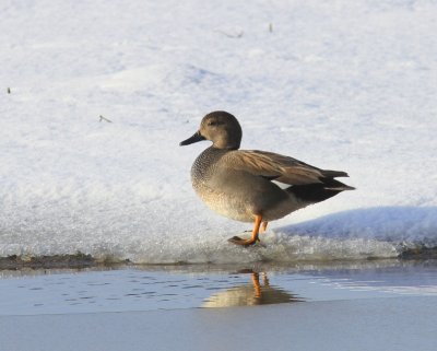 Krakeend - Gadwall