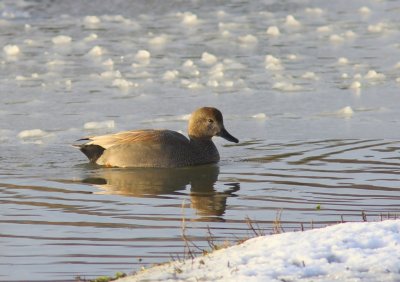 Krakeend - Gadwall
