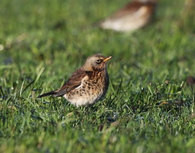 Kramsvogel - Fieldfare