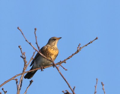 Kramsvogel - Fieldfare