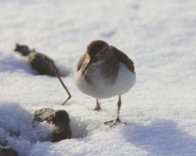 Oeverloper - Common Sandpiper