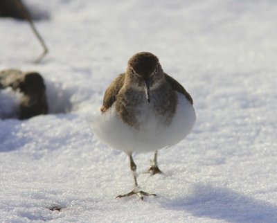 Oeverloper - Common Sandpiper