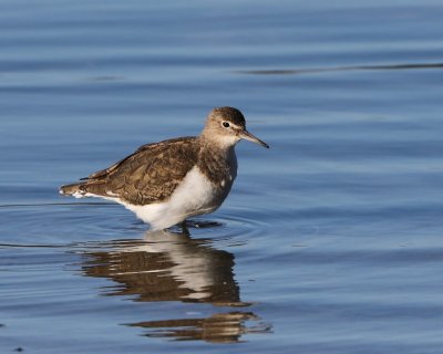 Oeverloper - Common Sandpiper