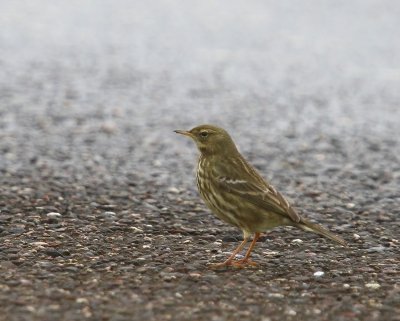 Oeverpieper - Rock Pipit