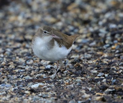 Amerikaanse Oeverloper - Spotted Sandpiper