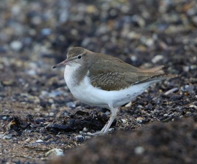 Amerikaanse Oeverloper - Spotted Sandpiper