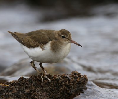 Amerikaanse Oeverloper - Spotted Sandpiper