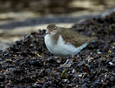 Amerikaanse Oeverloper - Spotted Sandpiper