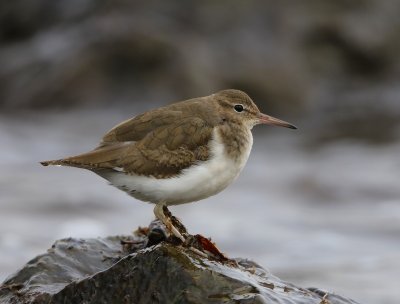 Amerikaanse Oeverloper - Spotted Sandpiper