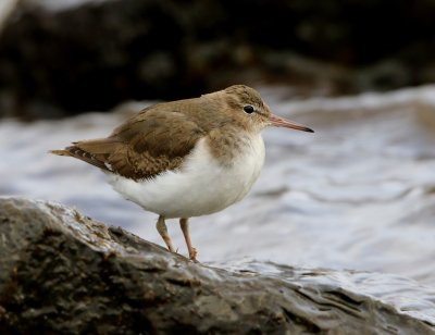 Amerikaanse Oeverloper - Spotted Sandpiper
