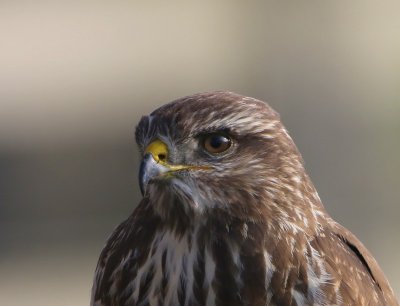 Buizerd - Common Buzzard