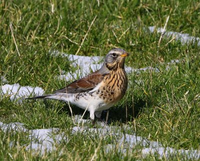 Kramsvogel - Fieldfare
