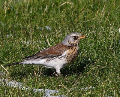 Kramsvogel - Fieldfare