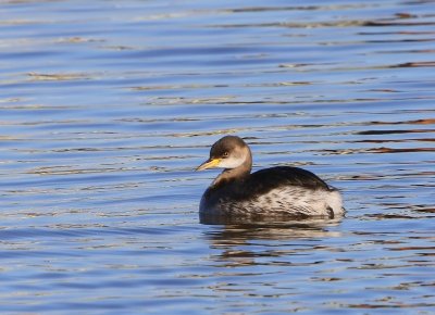 Roodhalsfuut - Red-necked Grebe