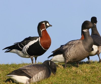 Roodhalsgans - Red-breasted Goose