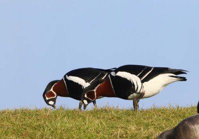 Roodhalsganzen - Red-breasted Geese