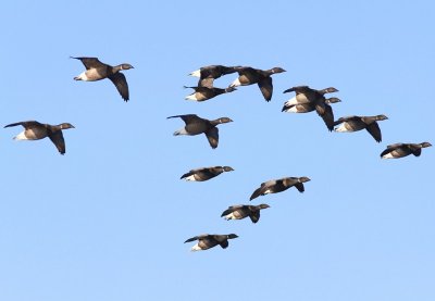 Rotganzen - Dark-bellied Brent Geese