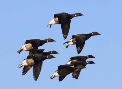 Rotganzen - Dark-bellied Brent Geese