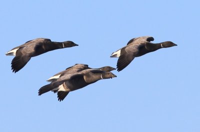 Rotganzen - Dark-bellied Brent Geese