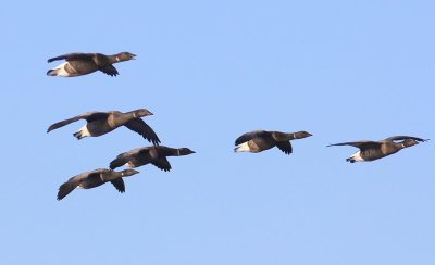 Rotganzen - Dark-bellied Brent Geese