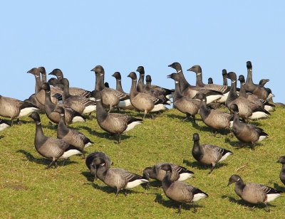 Rotganzen - Dark-bellied Brent Geese