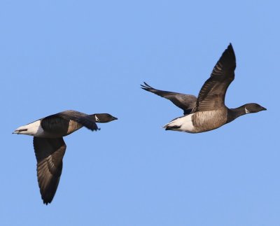 Rotganzen - Dark-bellied Brent Geese