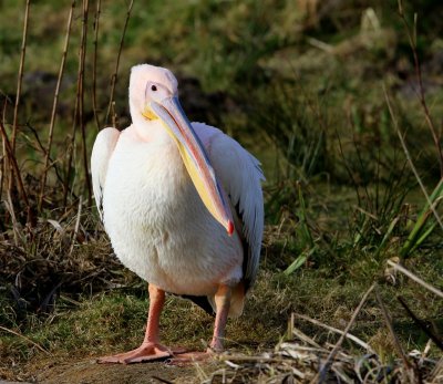 Roze Pelikaan - Great White Pelican