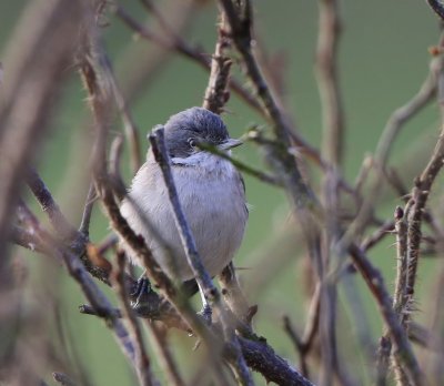 Siberische Braamsluiper - Siberian Lesser Whitethroat