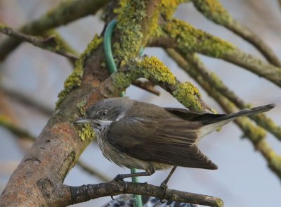 Siberische Braamsluiper - Siberian Lesser Whitethroat