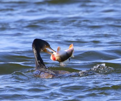 Aalscholver - Great Cormorant