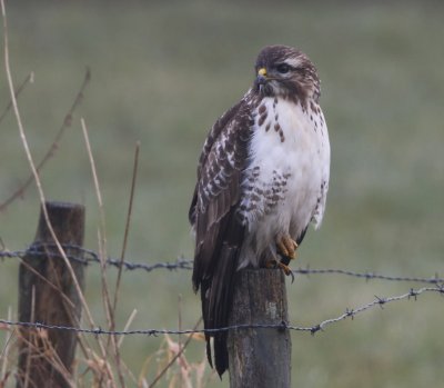 Buizerd - Common Buzzard