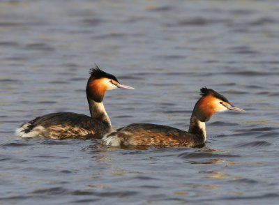 Futen - Great Crested Grebes