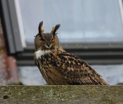 Oehoe - Eurasian Eagle Owl