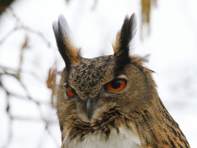 Oehoe - Eurasian Eagle Owl