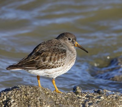 Paarse Strandloper - Purple Sandpiper
