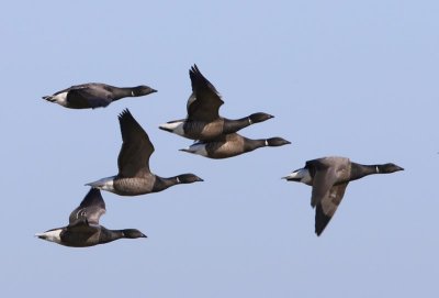 Rotganzen - Dark-bellied Brent Geese