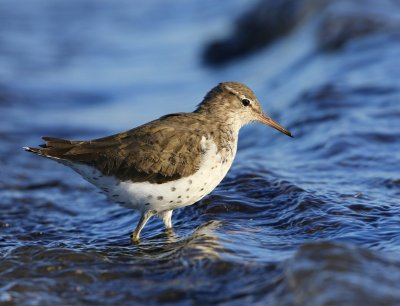 Amerikaanse Oeverloper - Spotted Sandpiper