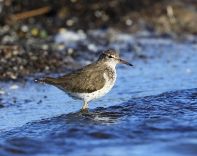 Amerikaanse Oeverloper - Spotted Sandpiper