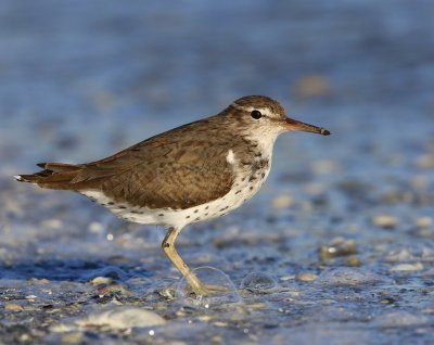 Amerikaanse Oeverloper - Spotted Sandpiper