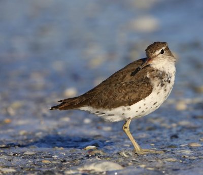 Amerikaanse Oeverloper - Spotted Sandpiper