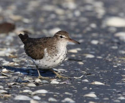 Amerikaanse Oeverloper - Spotted Sandpiper