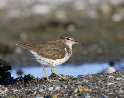 Amerikaanse Oeverloper - Spotted Sandpiper