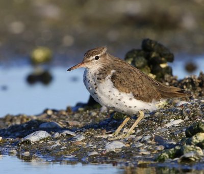Amerikaanse Oeverloper - Spotted Sandpiper